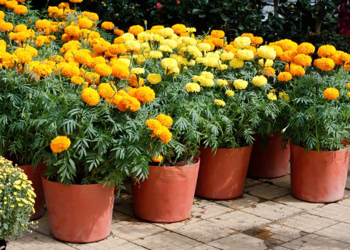 hoa cúc vạn thọ