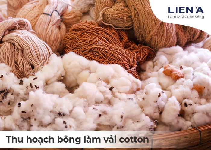 nguyên liệu làm vải cotton