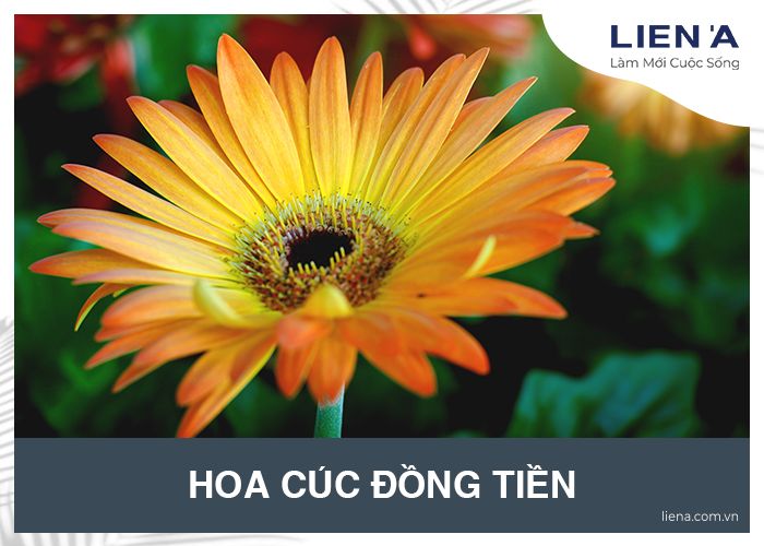 hoa cúc đồng tiền