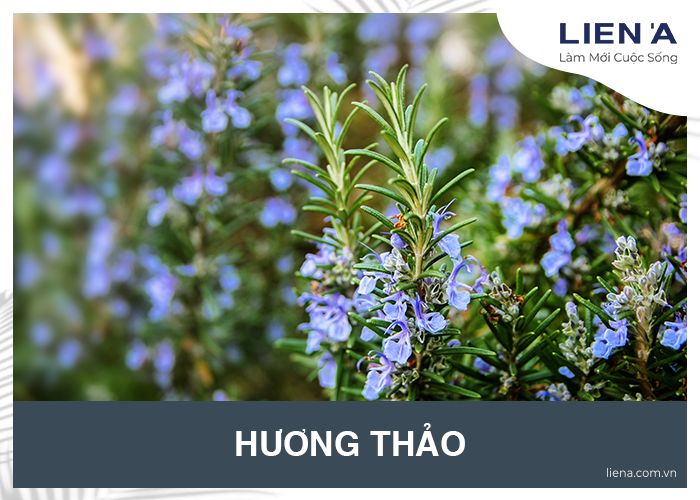 hoa hương thảo trong phòng ngủ 